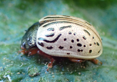 Calligrapha philadelphica