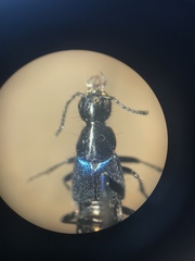 Philonthus caeruleipennis