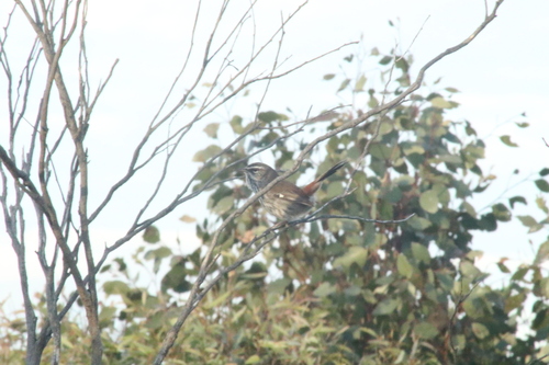 Shy Heathwren (Hylacola cauta), photo 8