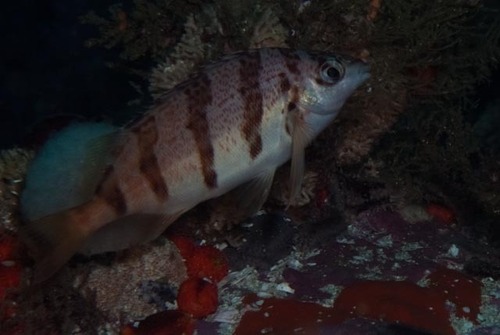 Cheilodactylus pixi observed 2025-05-17
