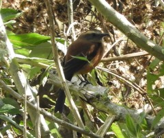 Ochthoeca fumicolor