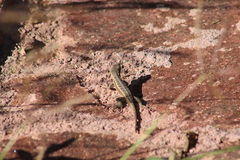 Sceloporus variabilis marmoratus