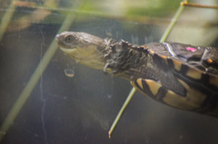 Western Swamp Turtle photo 2