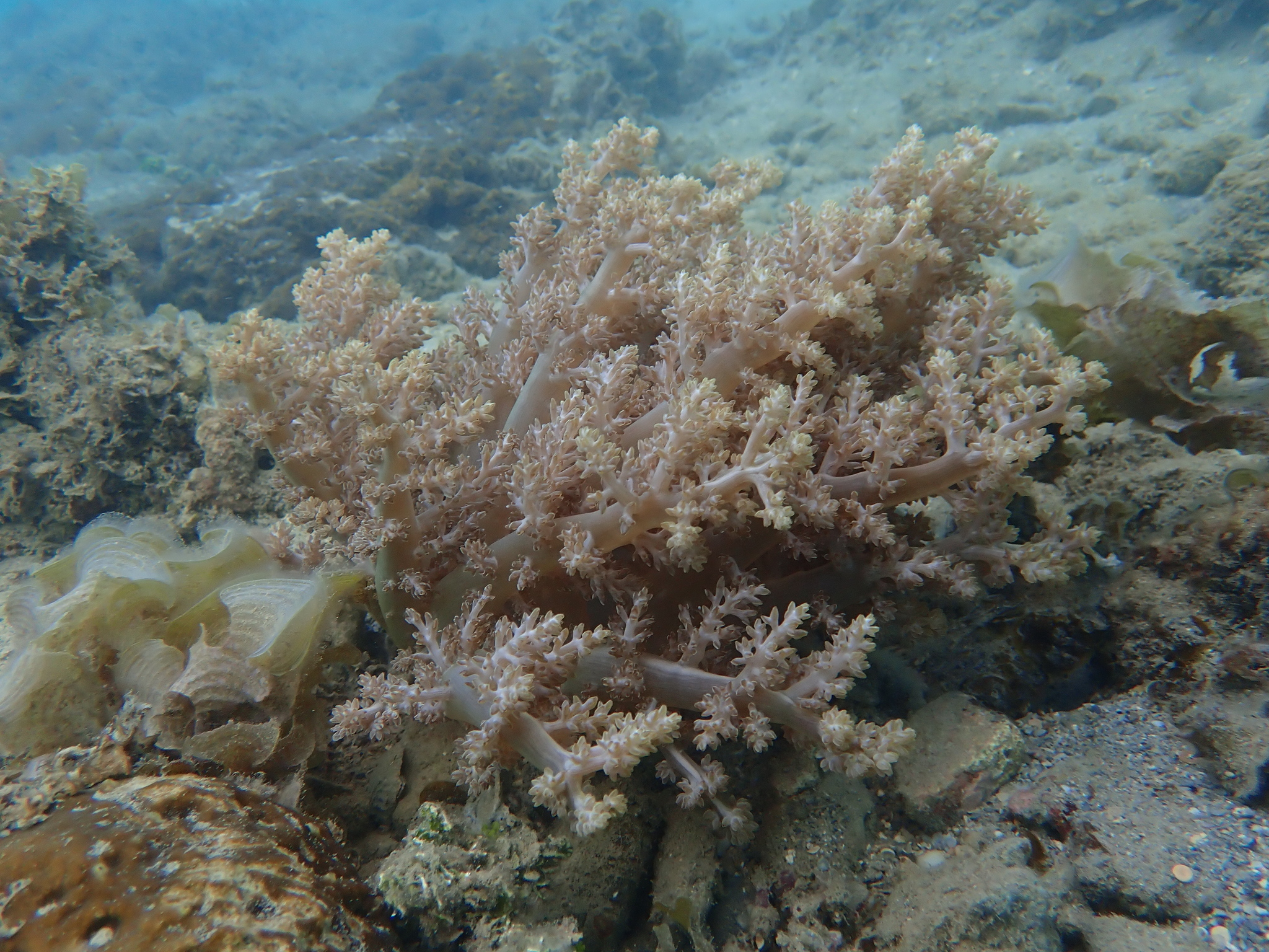 Actinodendron arboreum (Quoy & Gaimard, 1833)