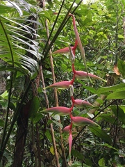 Heliconia chartacea