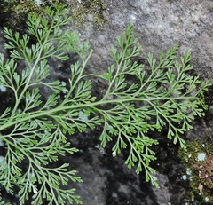 Onychium cryptogrammoides