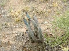 Cereus aethiops