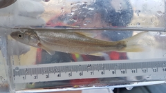 Ptychocheilus oregonensis