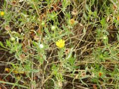 Grindelia pulchella