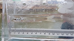 Ptychocheilus oregonensis