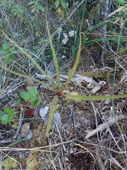 Drosera regia