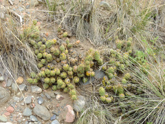 Maihueniopsis