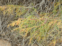 Acanthostyles buniifolius