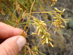 Acanthostyles buniifolius