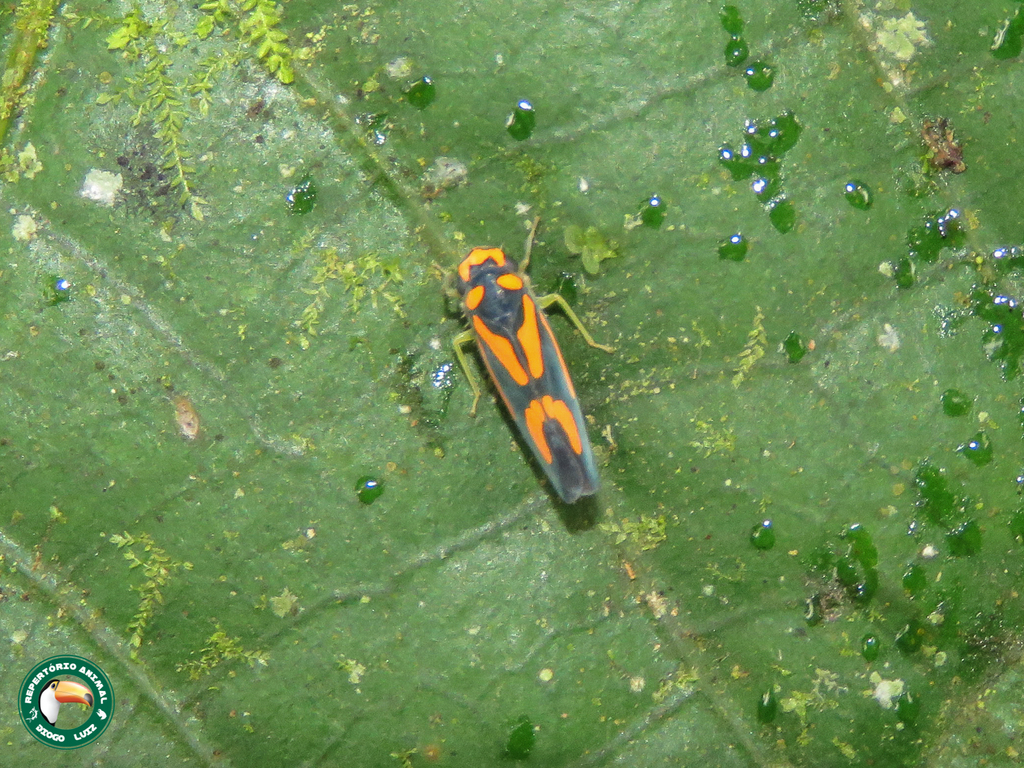 Subrasaca nigriventris
