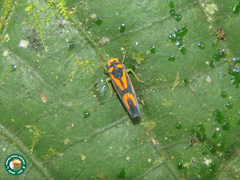 Subrasaca nigriventris