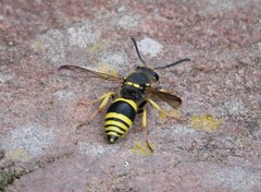 Ancistrocerus waldenii