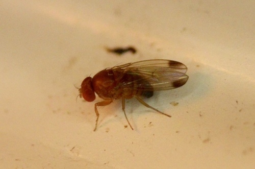 Spotted-winged Drosophila, photo 4 of 10