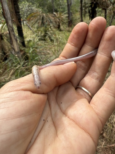 Claw-snouted Blind Snake sighting