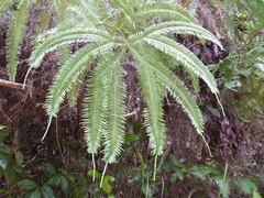 Sticherus