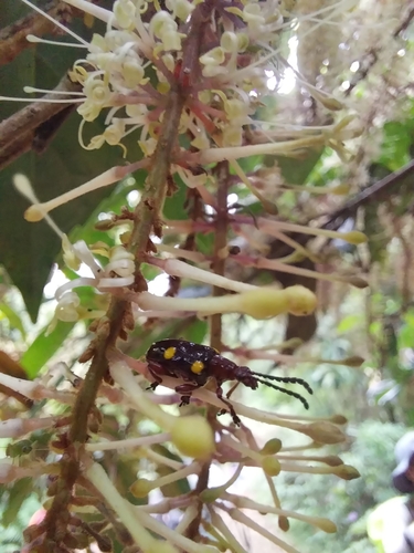 Lilioceris miwai, 2025-06-21