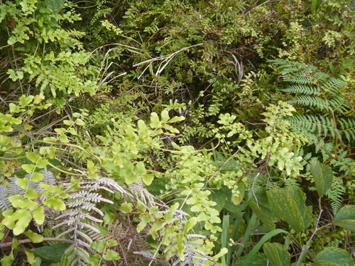 Lygodium reticulatum (Lygodium reticulatum)
