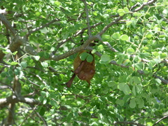 Macronycteris vittatus