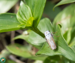 Tretogonia