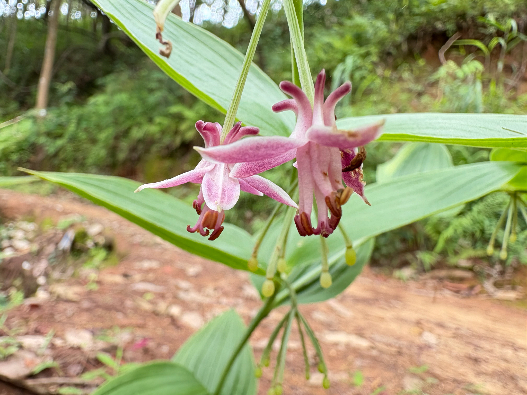 Disporum dorsifixerum