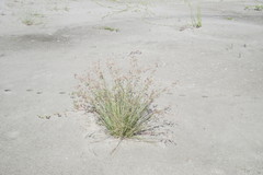 Fimbristylis castanea