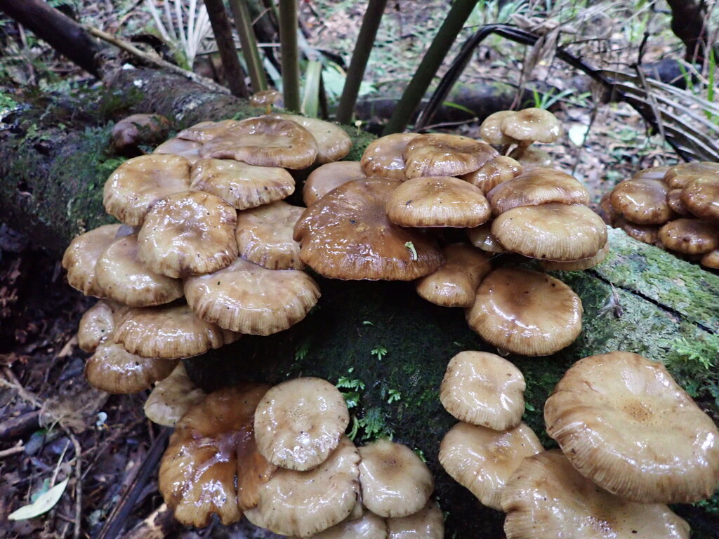 Armillaria novae-zelandiae · June 2025 · photo: © leonperrie (iNaturalist, cc-by)
