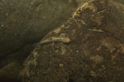Hanitsch's loach (Glaniopsis hanitschi) — Balitoridae