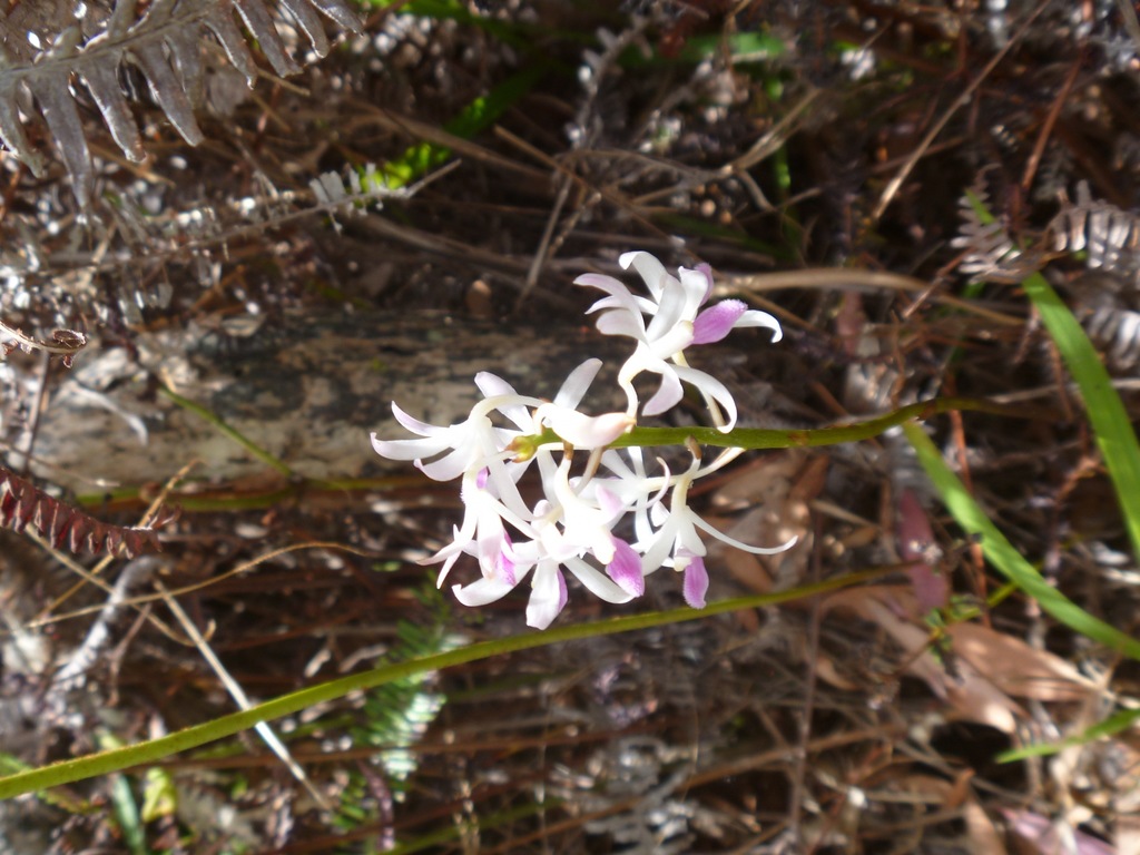 Dipodium squamatum R.Br. 2