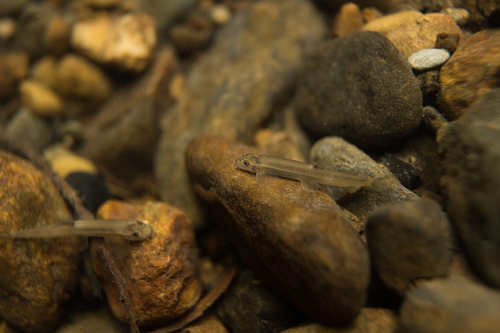 Naked Borneo loach (Glaniopsis denudata) — Balitoridae — 2