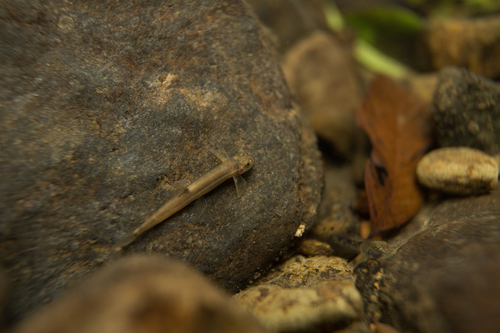 Glaniopsis denudata