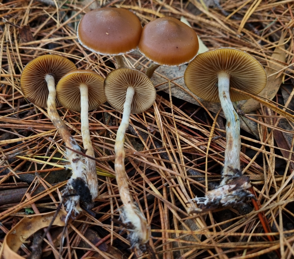 Psilocybe subaeruginosa · June 2025 · photo: © beau_meister (iNaturalist, cc-by)