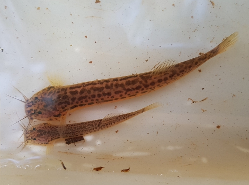 Trichomycterus araxa