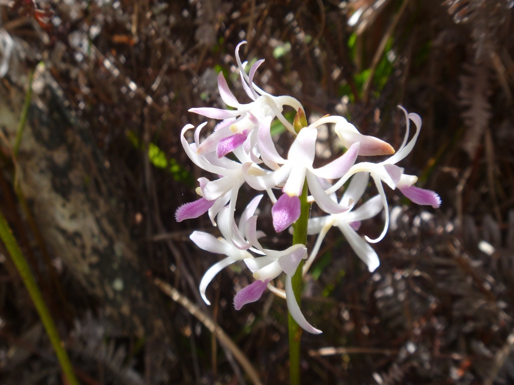 Dipodium squamatum
