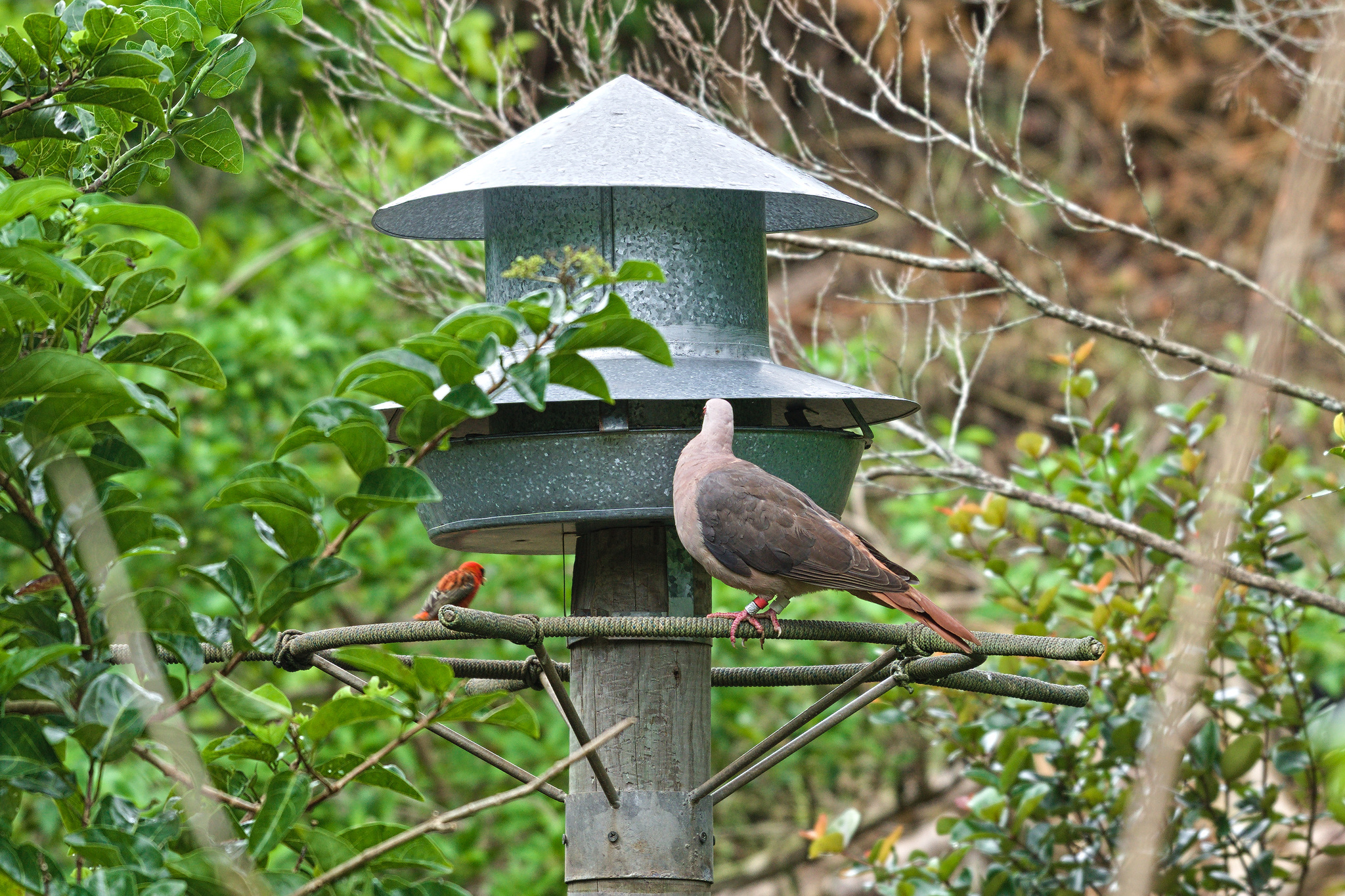 Pink Pigeon (Nesoenas mayeri), photo 2