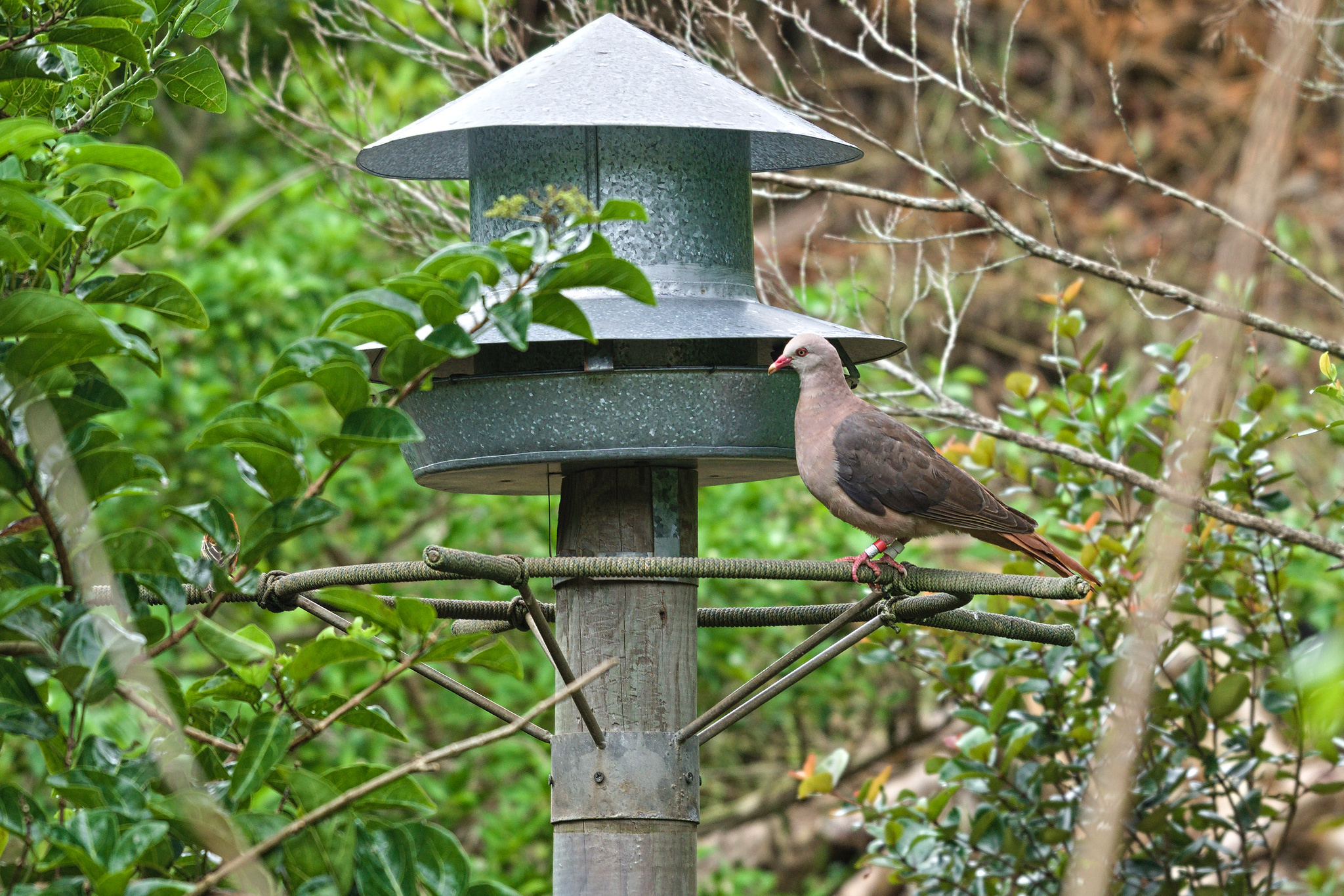 Pink Pigeon (Nesoenas mayeri), photo 1