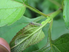 Versigonalia vermiculata