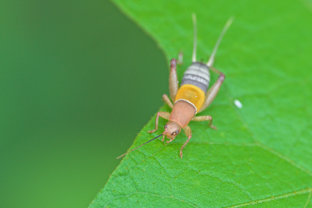 Ornebius luteicercis