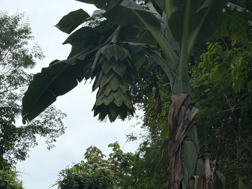 Snow Banana (Ensete glaucum)