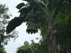 Snow Banana (Ensete glaucum)
