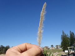 Silberhaargras (Imperata cylindrica): Herkunft und Verwendung — Foto 2