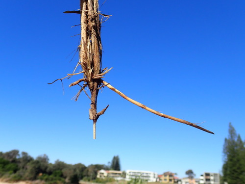 Imperata cylindrica