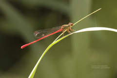 Ceriagrion georgifreyi