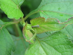 Versigonalia vermiculata