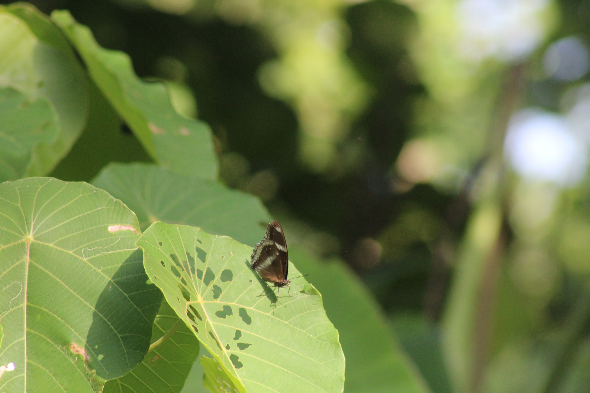 Great Eggfly