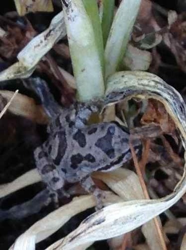 iNaturalist observation photo of Pacific chorus frog